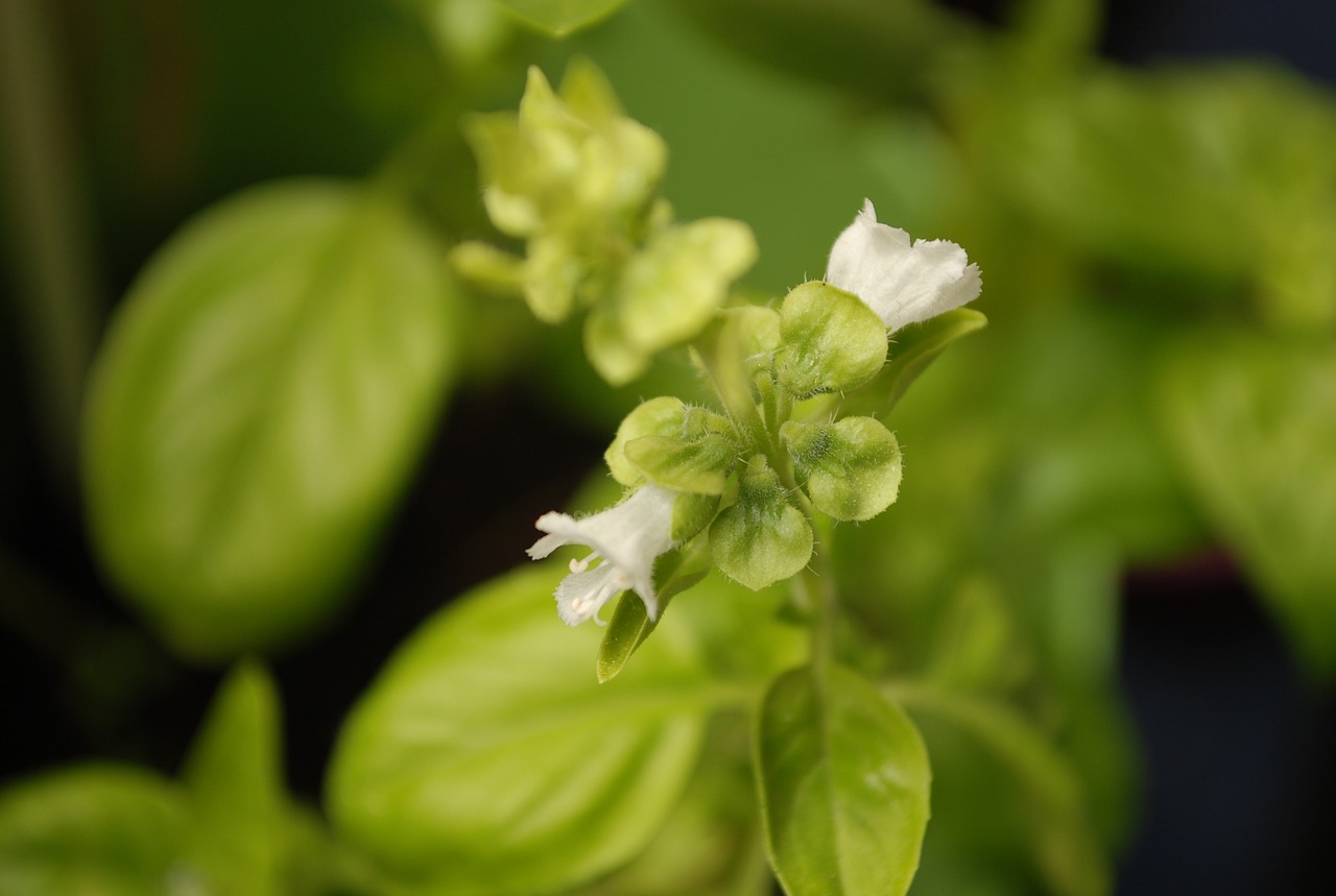 桃源县鸟鱼花香花卉店 全国水族馆企业名录 第2张