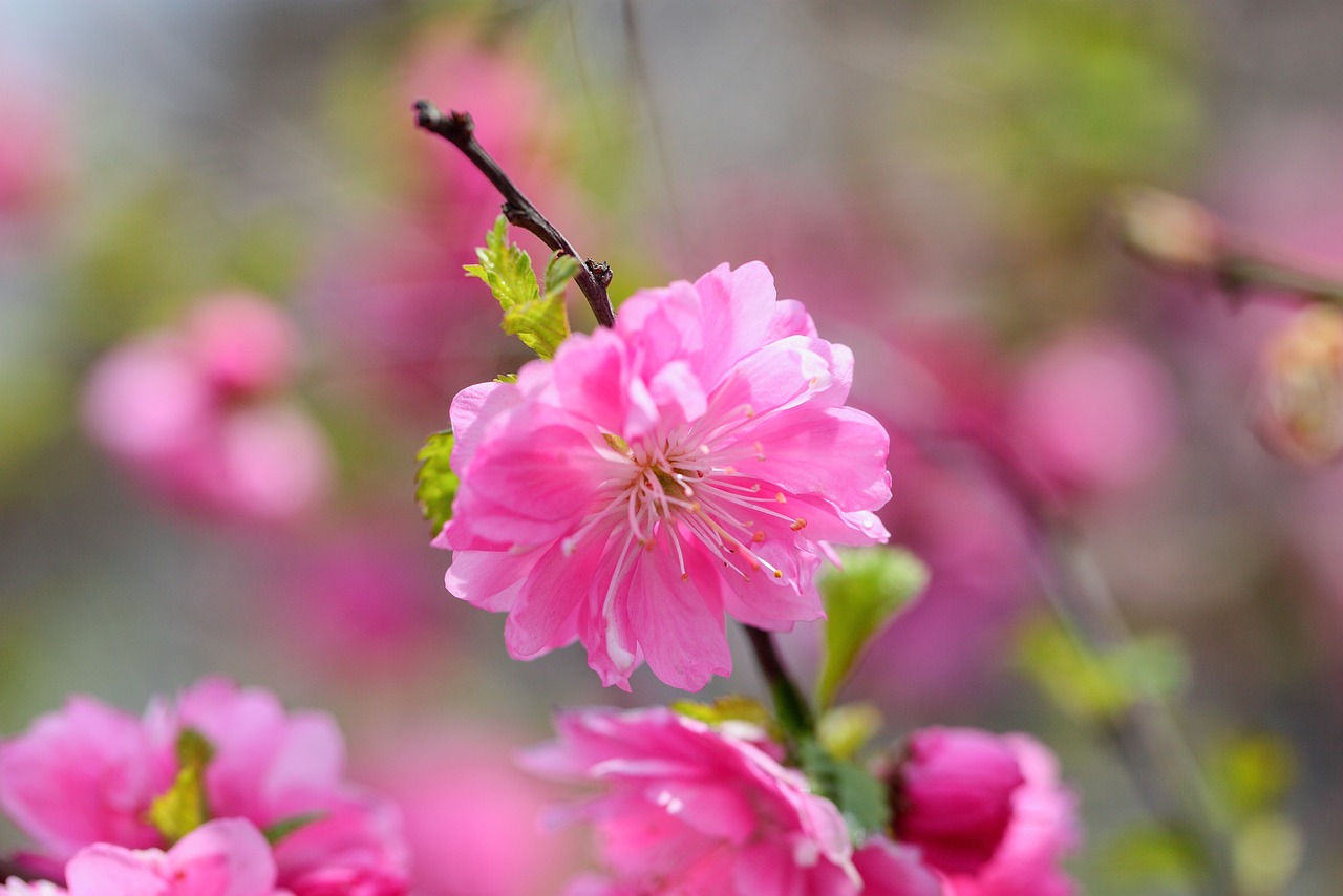 鄢陵县盛隆花木有限责任公司（鄢陵县盛隆花木有限责任公司电话） 全国水族馆企业名录 第4张