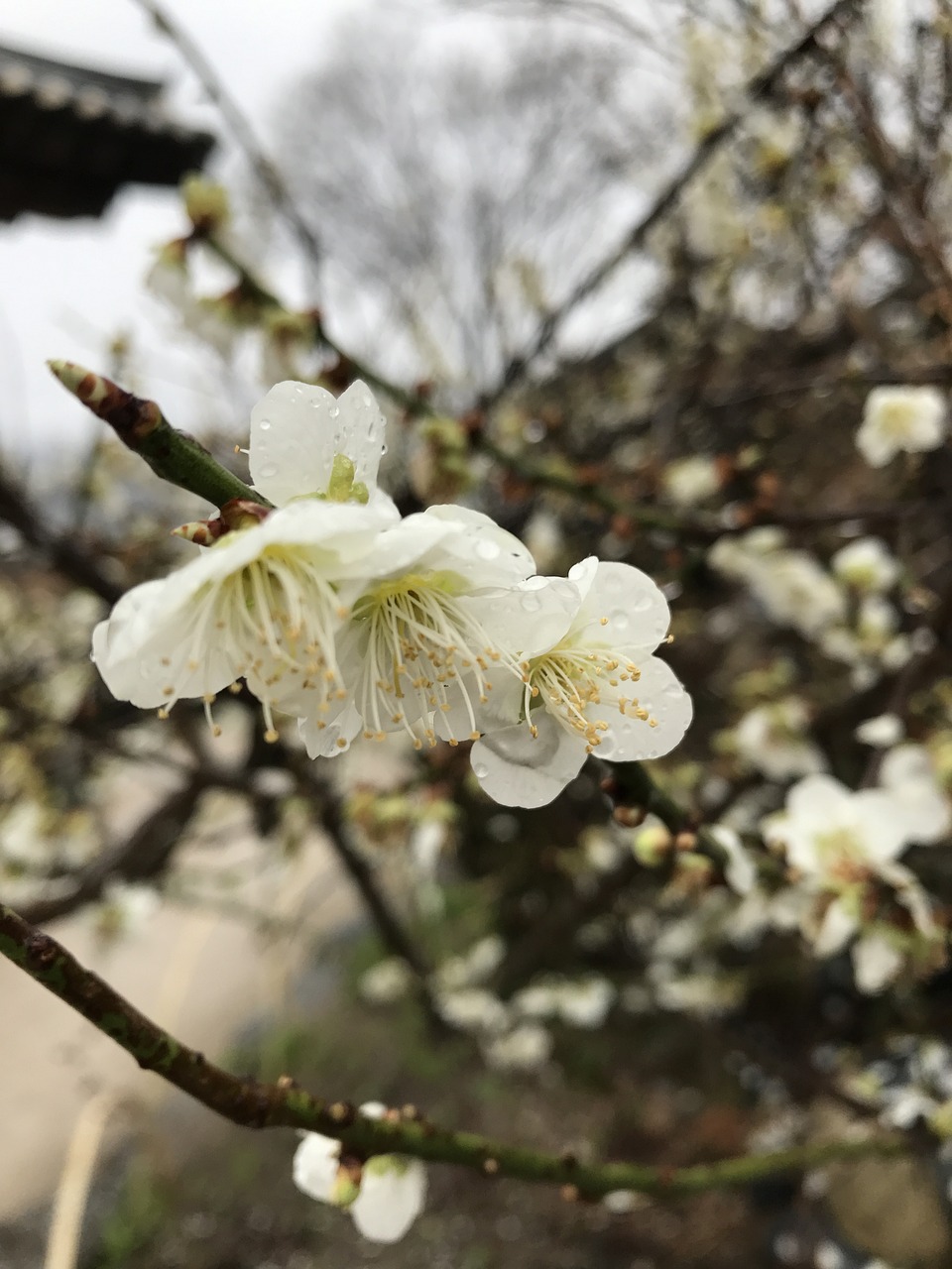 方正县灿灿哒小花坊店