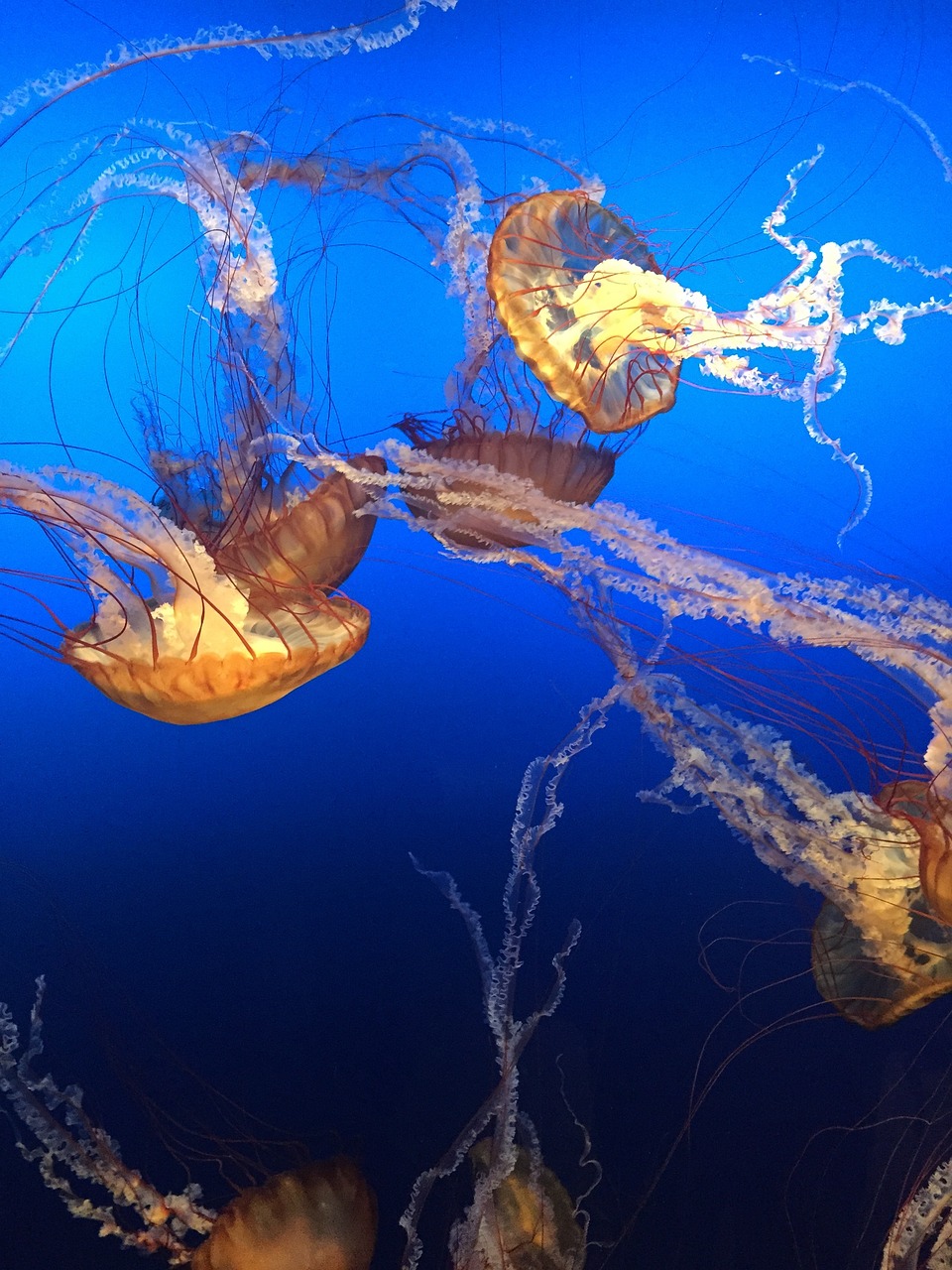 青岛观赏水母生物科技有限公司（青岛观赏水母生物科技有限公司怎么样） 全国水族馆企业名录 第4张