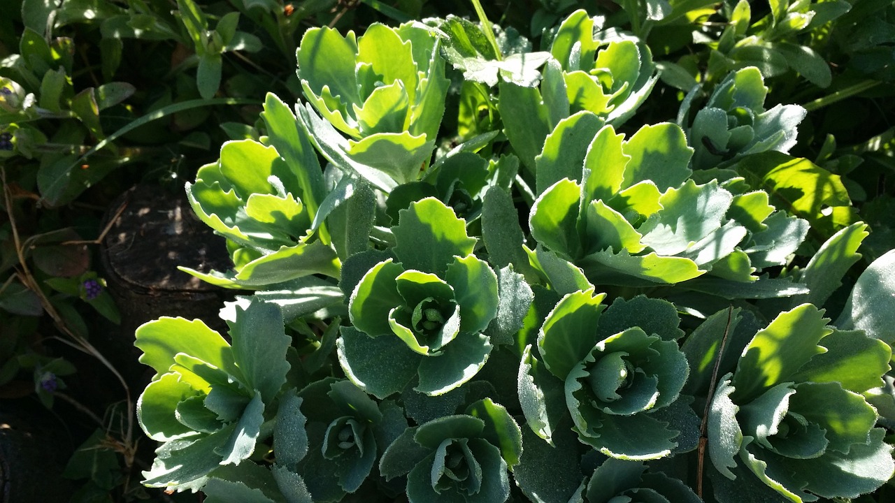 丹阳市花样年华花卉有限公司（丹阳市花样年华花卉有限公司招聘）