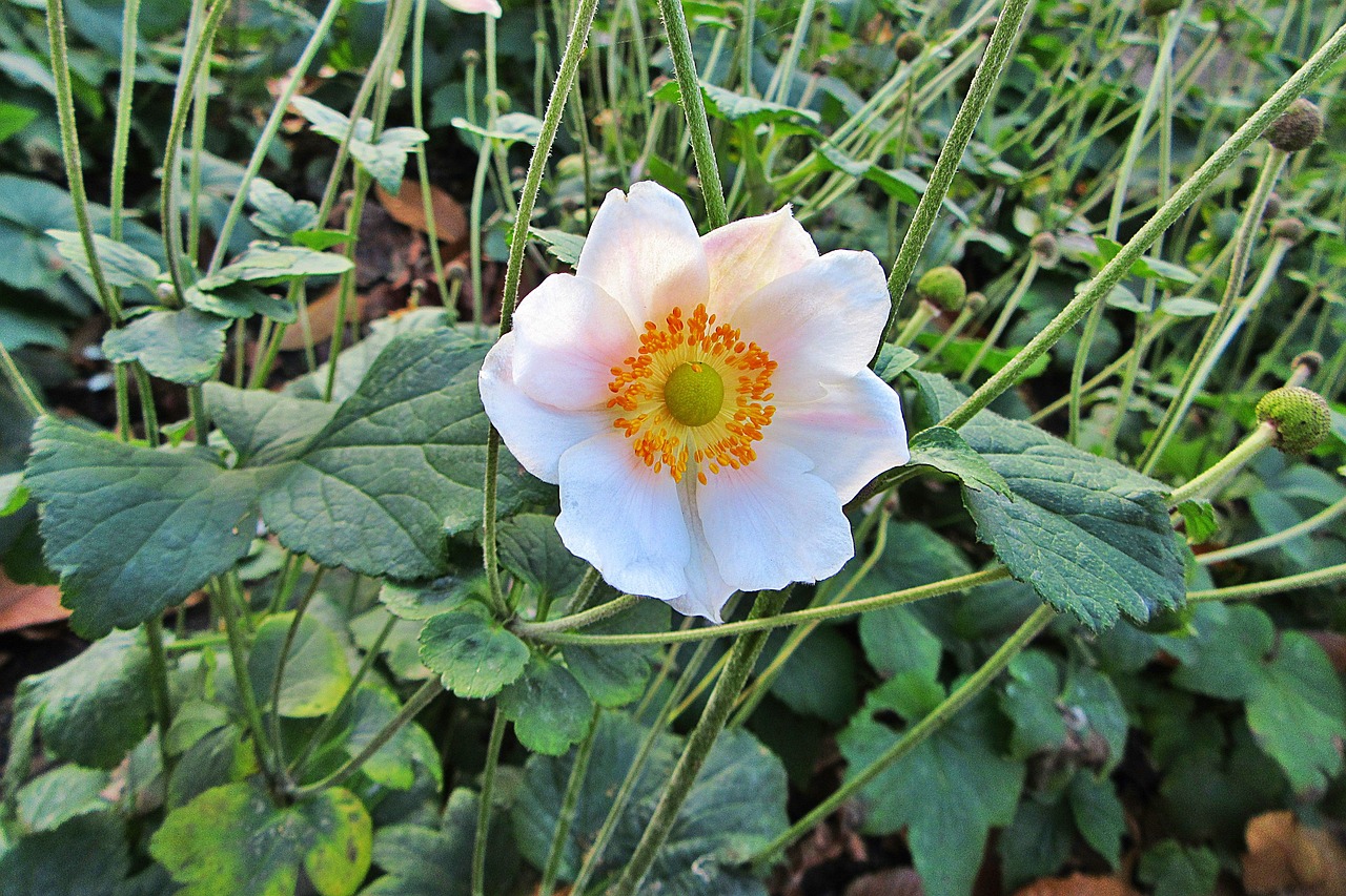 永川区思缘花鲜花经营部（永川区思缘花鲜花经营部地址） 全国水族馆企业名录 第1张