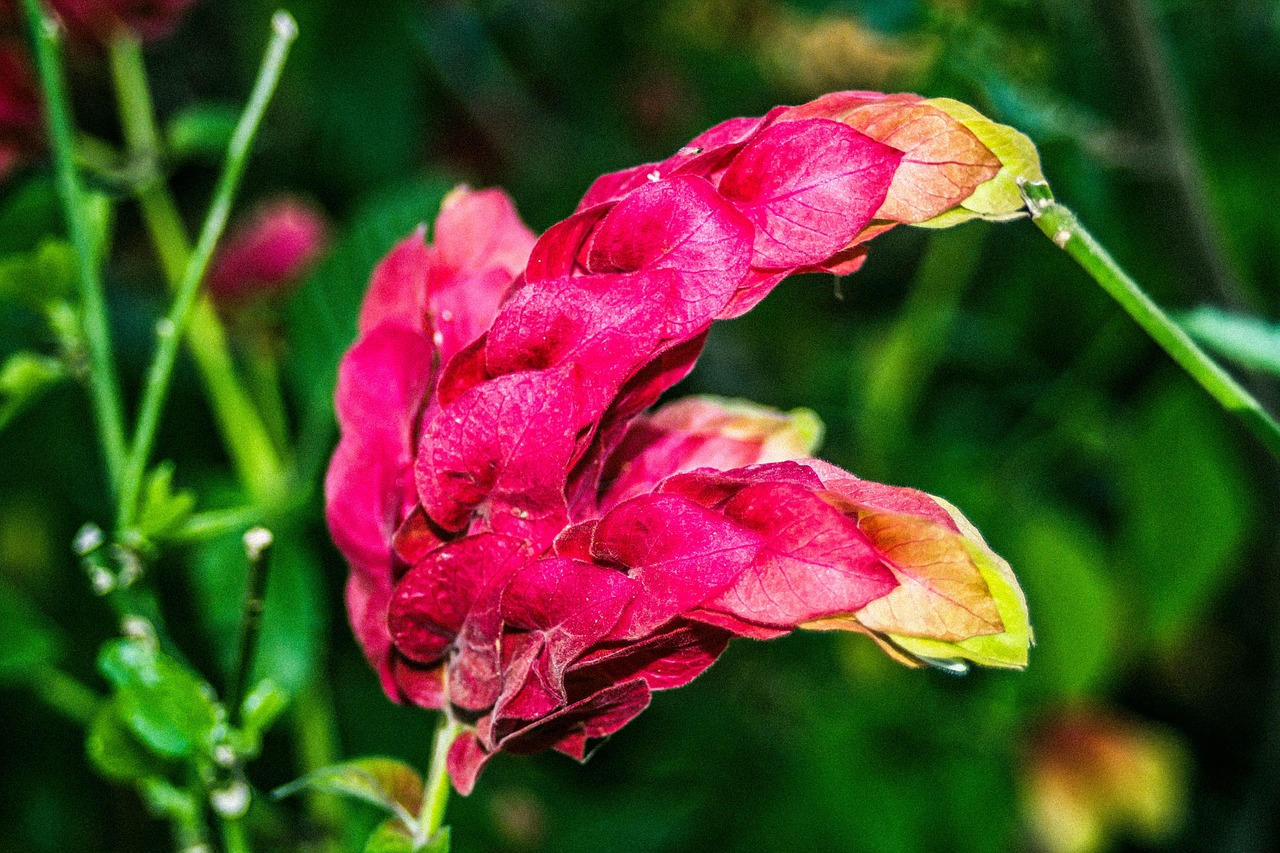 永川区思缘花鲜花经营部（永川区思缘花鲜花经营部地址） 全国水族馆企业名录 第3张