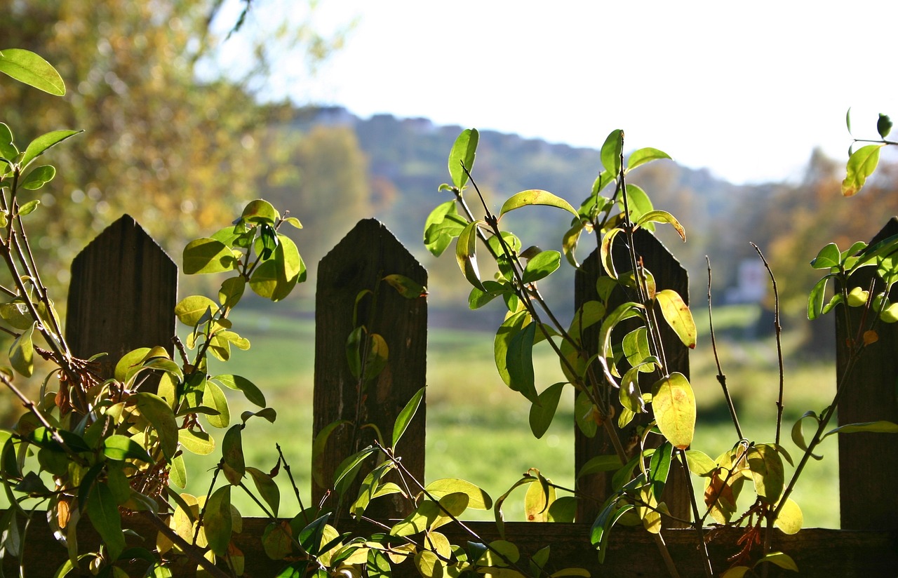 广东仿真植物墙厂家（仿真植物墙安装过程是怎样的） 广州景观设计 第2张