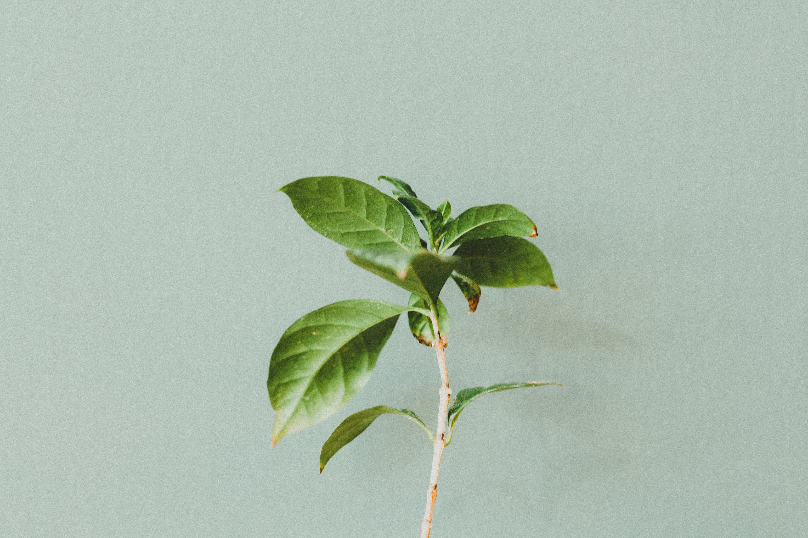 植物墙图片（植物墙成本高的原因） 广州景观设计 第1张