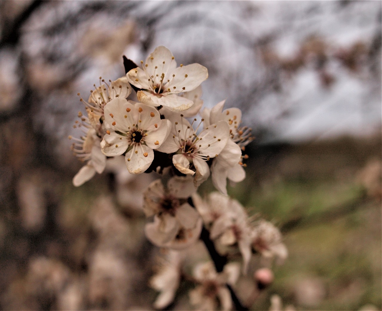 孔雀鱼花色：孔雀鱼花色分类