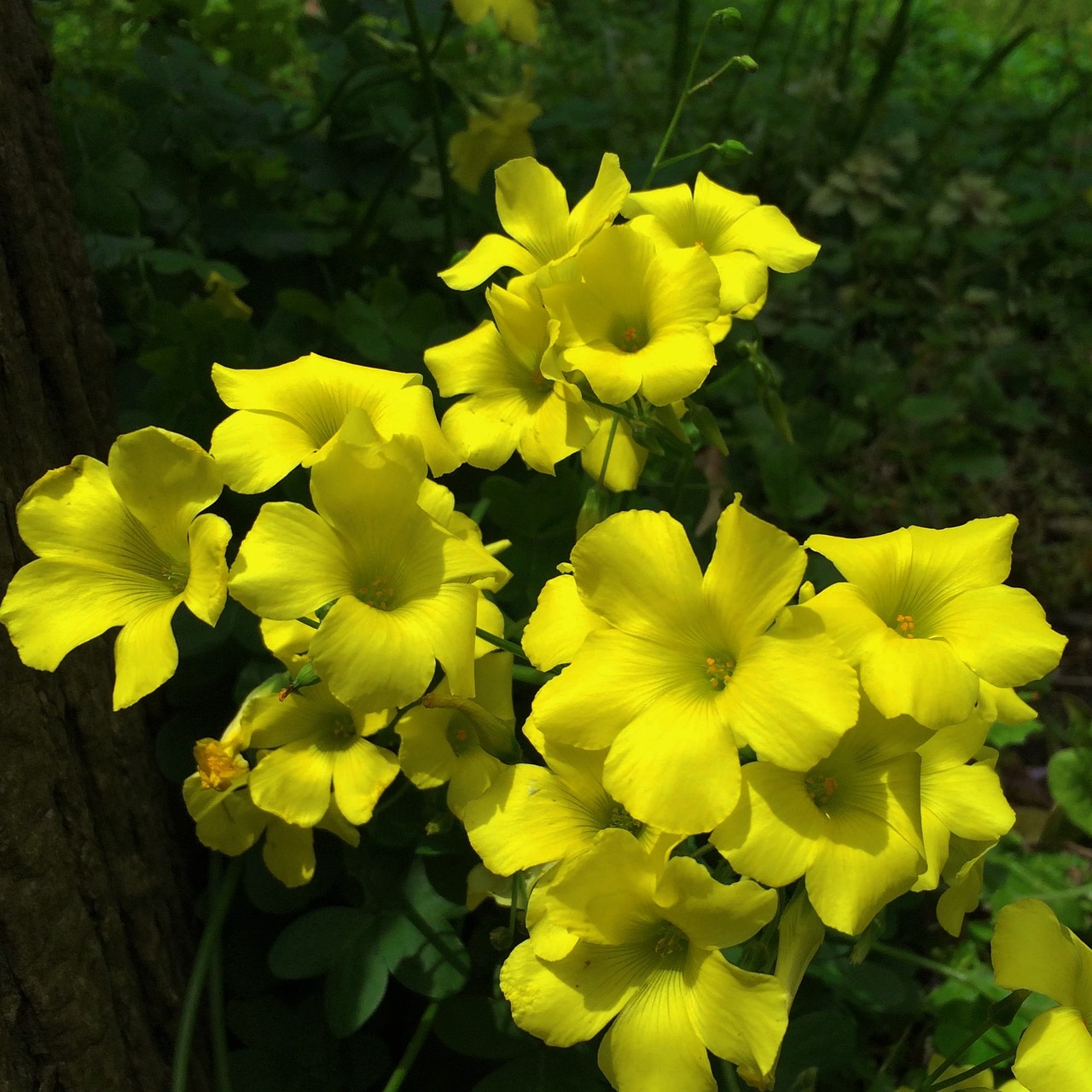 垦区红兴隆五九七农场场部鸟鱼花香花卉店 全国水族馆企业名录 第2张