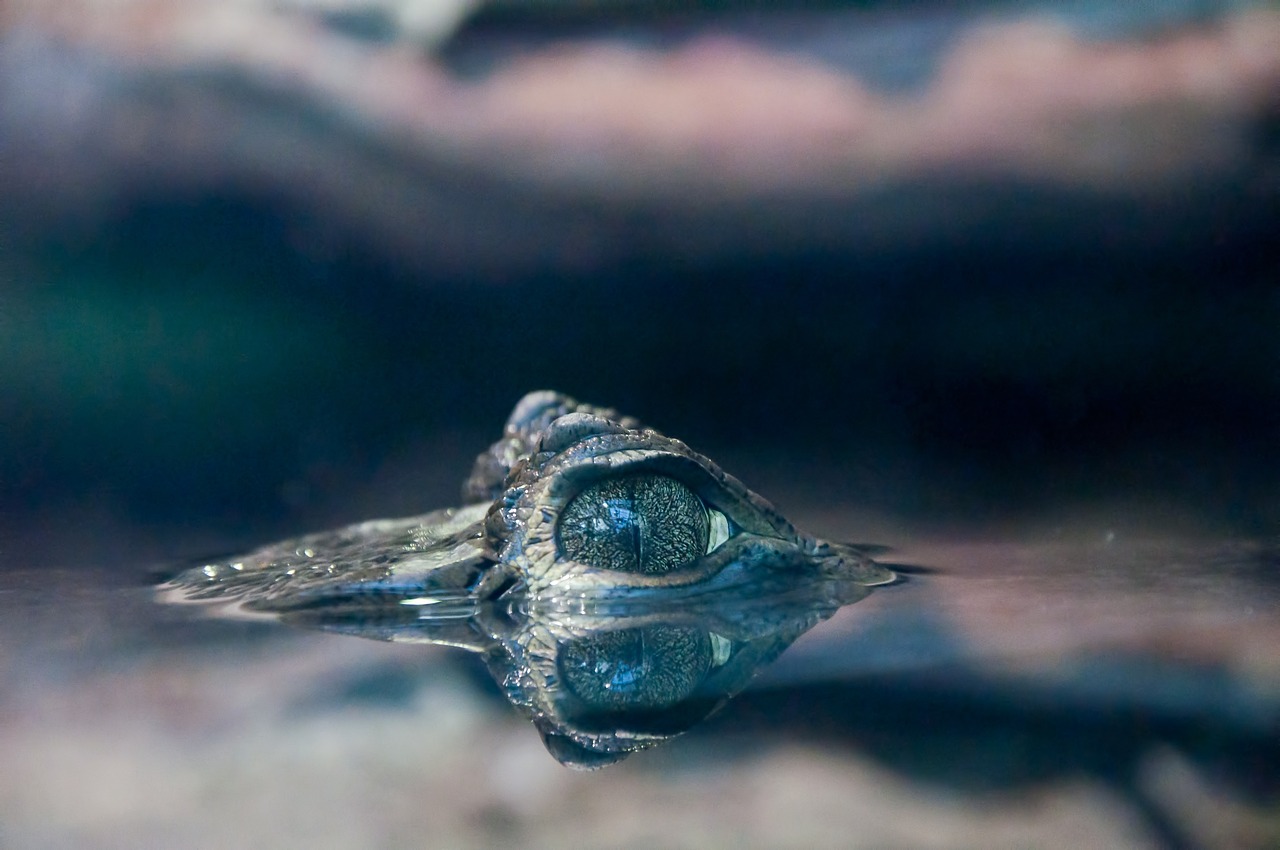 三河市阳光地带生态水族馆（三河市阳光地带生态水族馆电话） 全国水族馆企业名录 第3张