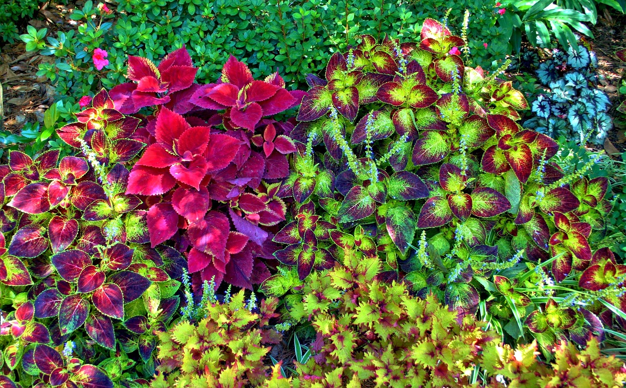 植物墙造型（家庭庭院迎门墙前种植什么花草）