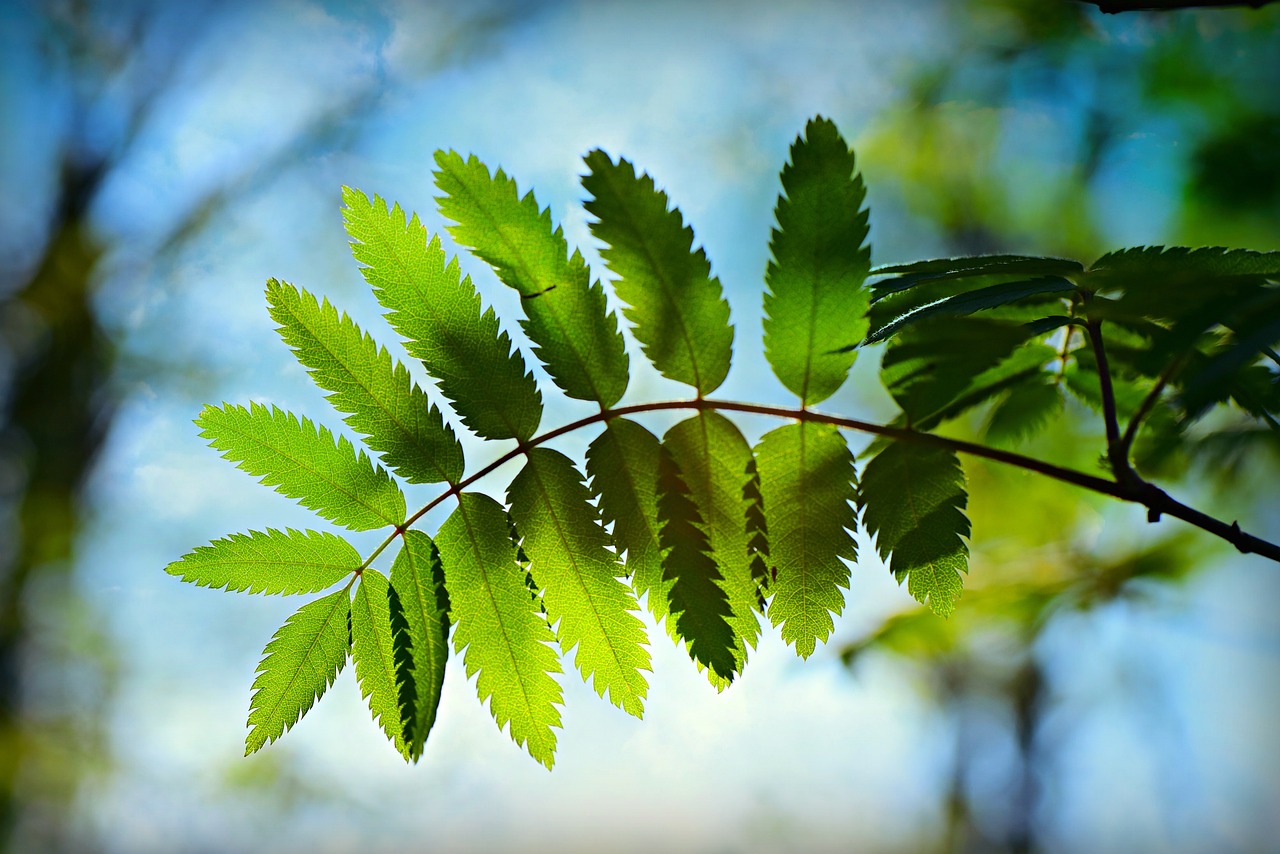 枯山水有些什么绿植（什么植物枯了会开黄花） 广州景观设计 第4张