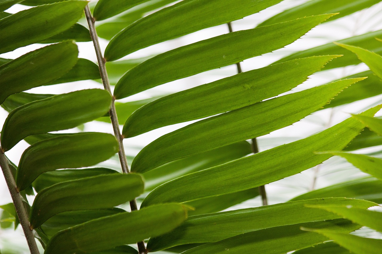 广州植物图鉴app（什么软件可以识别不认识的东西、比如植物或） 广州景观设计 第1张