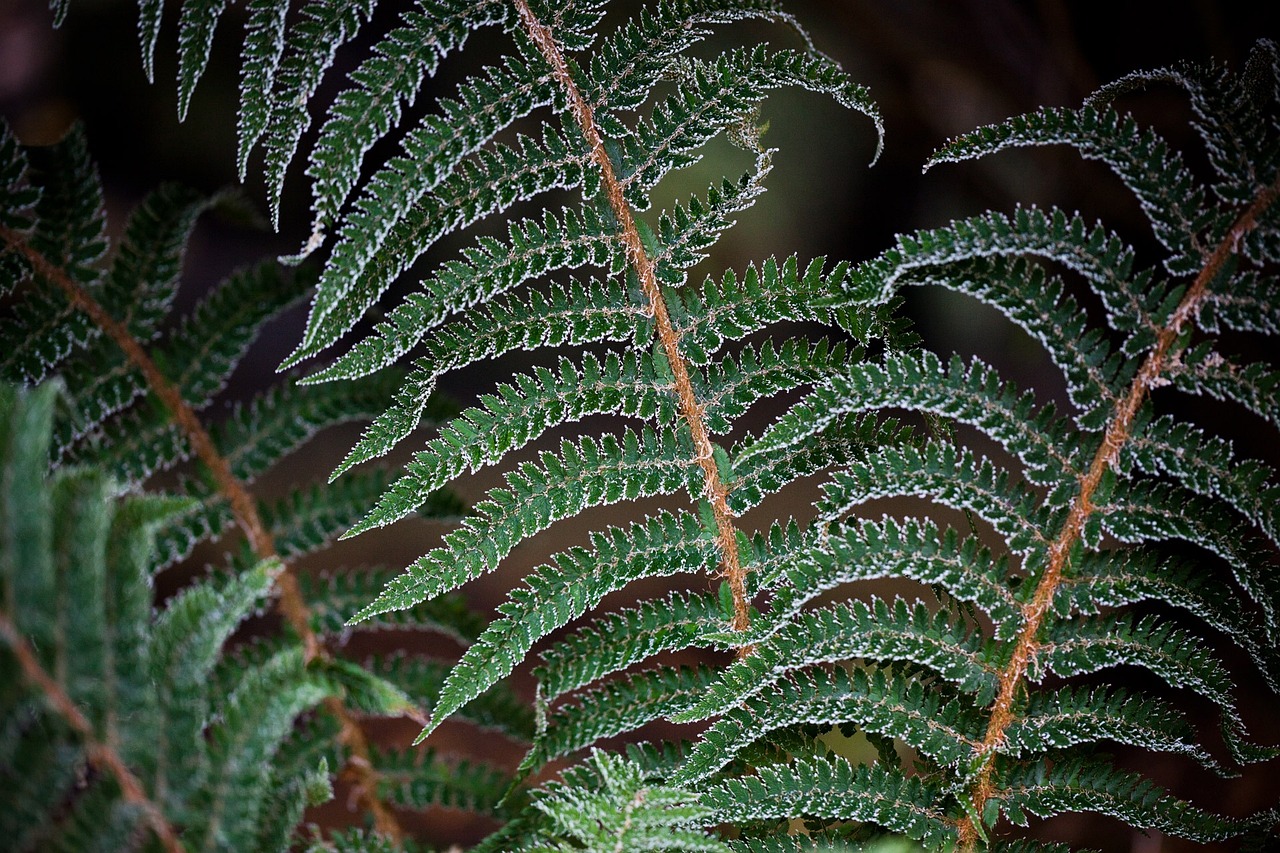 植物墙材料（被子植物,裸子植物,蕨类植物,苔藓植物,）