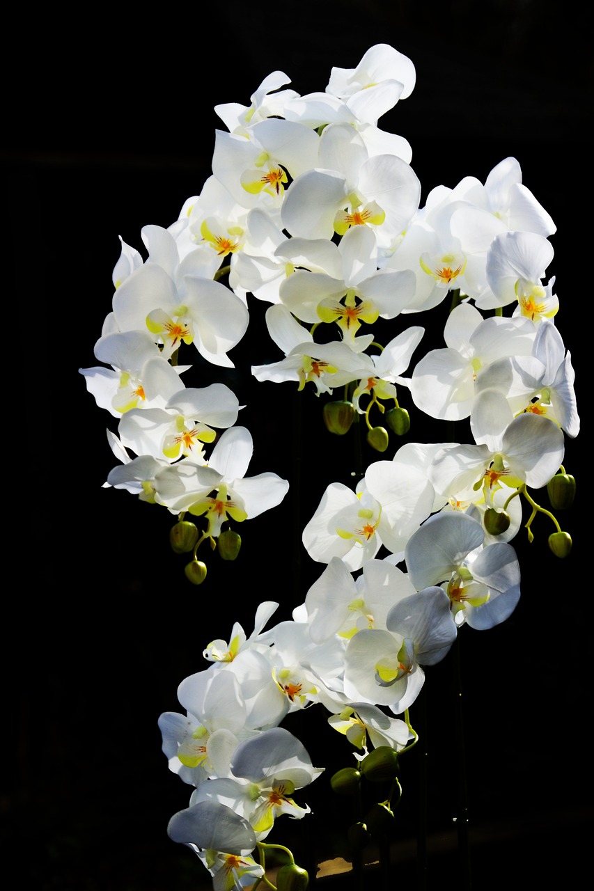 广州仿真花草批发市场在哪里（广州那里有兰花卖） 广州景观设计 第3张