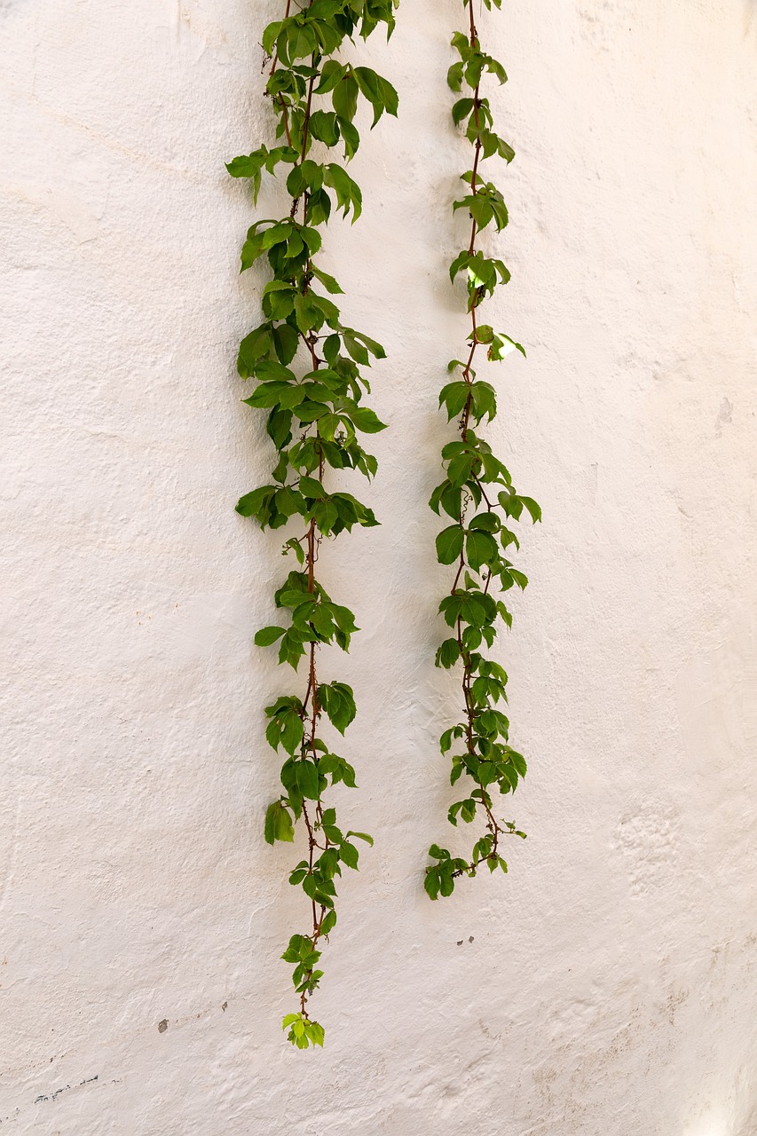 仿真植物墙厂家排名前十名（仿真植物墙施工方法是什么）