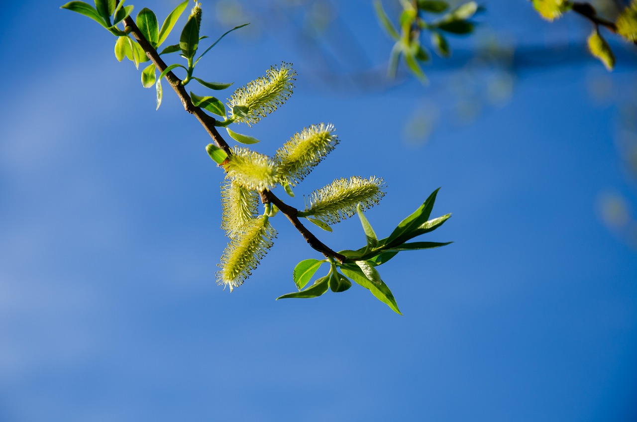 《广州植物志》（中国植物志的分类系统）