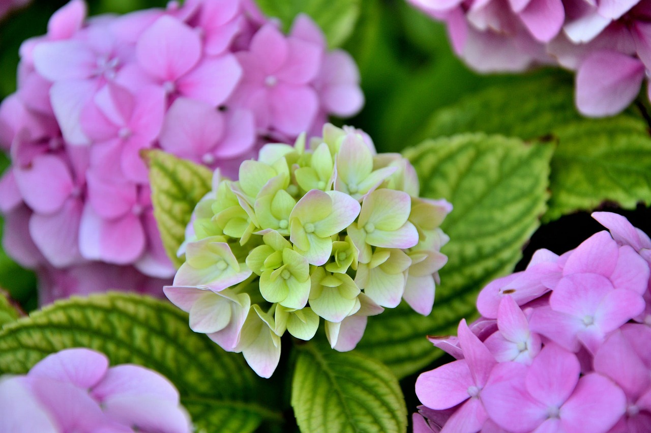 合肥市包河区默语香花店