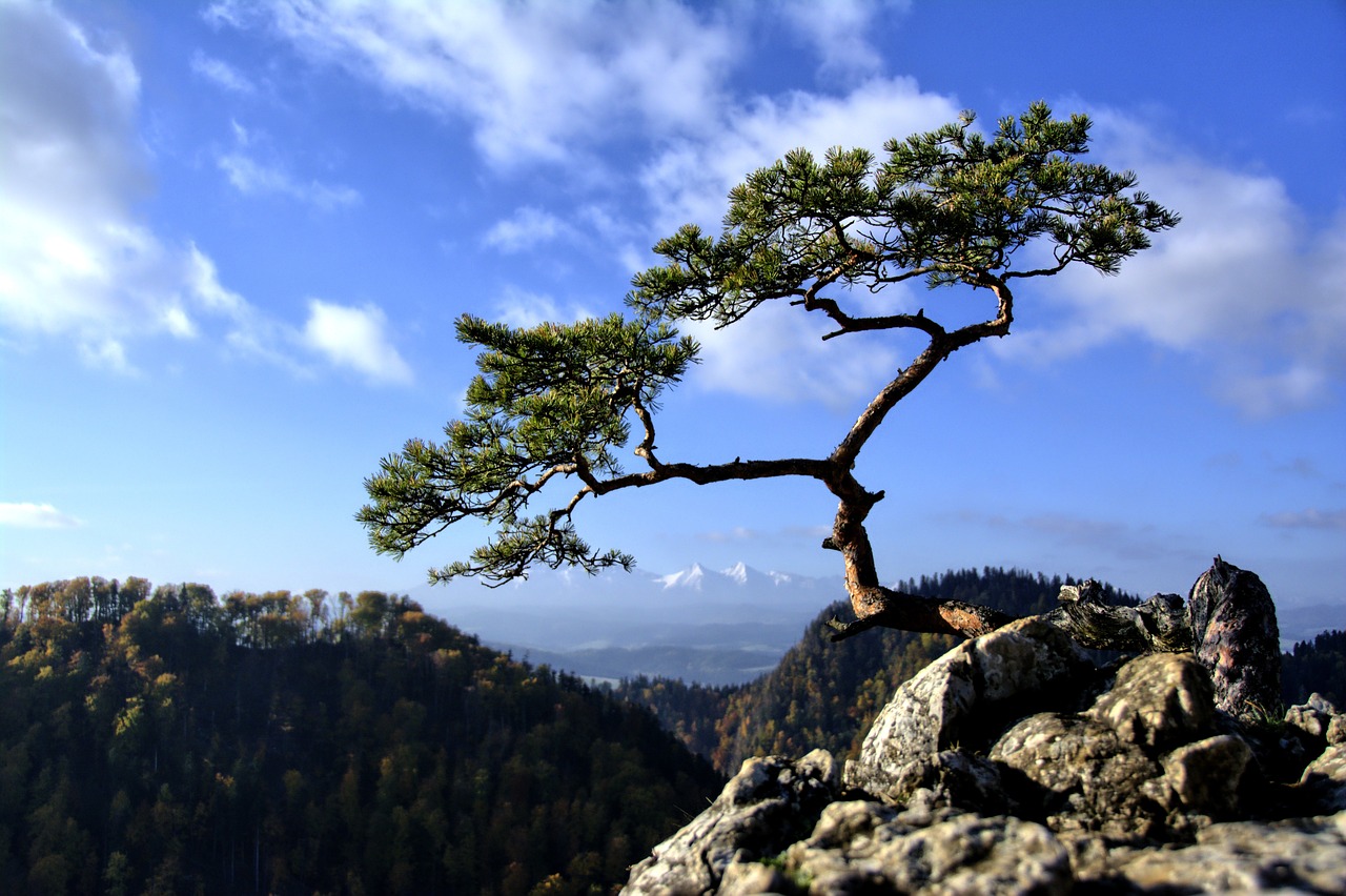 60缸溪流造景（溪流缸石头造景技巧） 广州景观设计 第2张