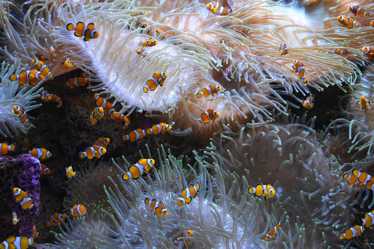 上海浦东水族批发市场营业时间是几点钟（上海浦东新区水族馆门票价格） 观赏鱼水族批发市场 第2张