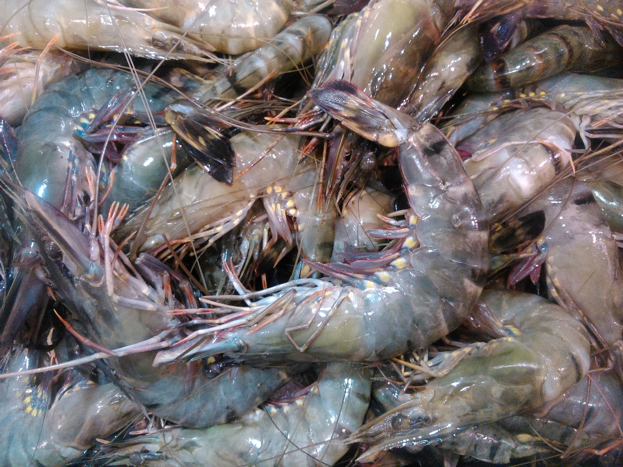 东莞水族批发市场地址查询电话号码（东莞水产市场鱼类批发） 观赏鱼水族批发市场 第1张