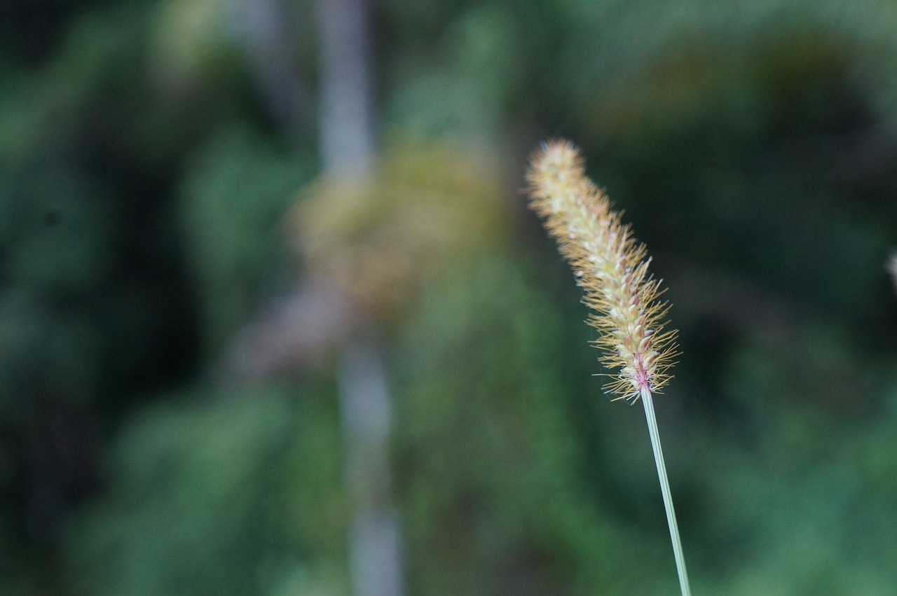 植物墙设计用什么软件好（Botany和Plant Science）