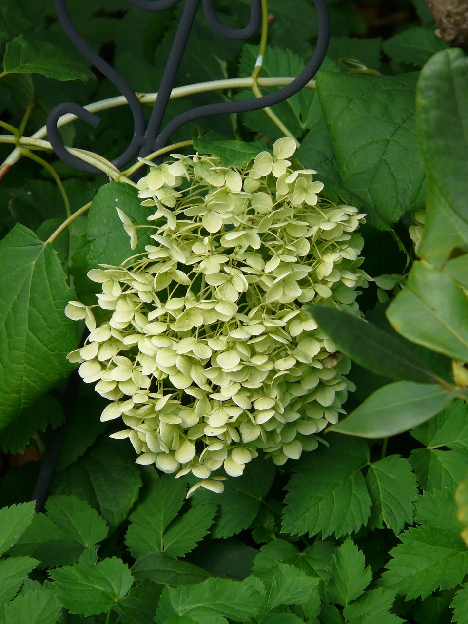 广州仿真植物花艺（室内仿真花草有哪些） 广州景观设计 第2张