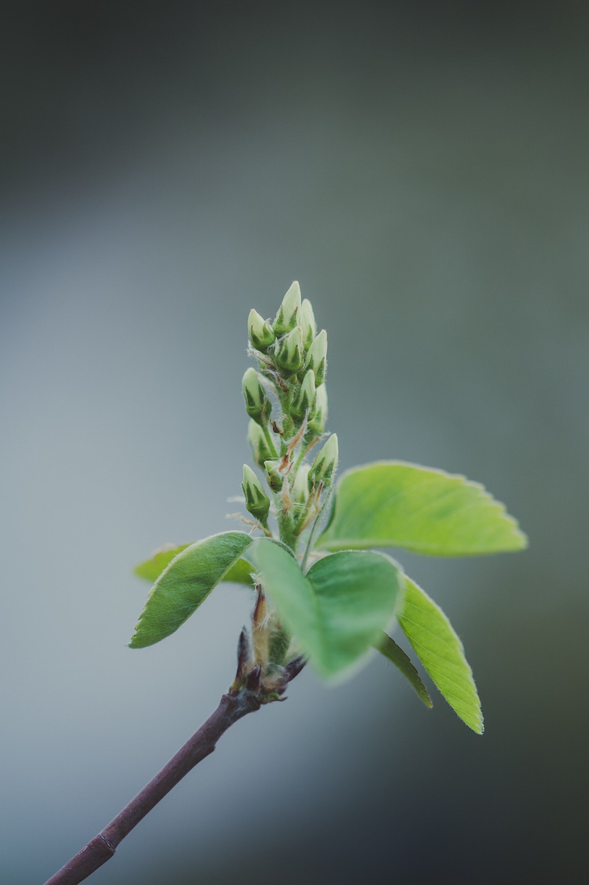 广州仿真植物花艺（室内仿真花草有哪些） 广州景观设计 第4张