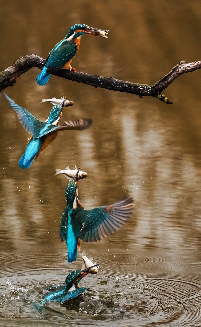 鳄雀鳝介绍，鳄雀鳝有天敌吗