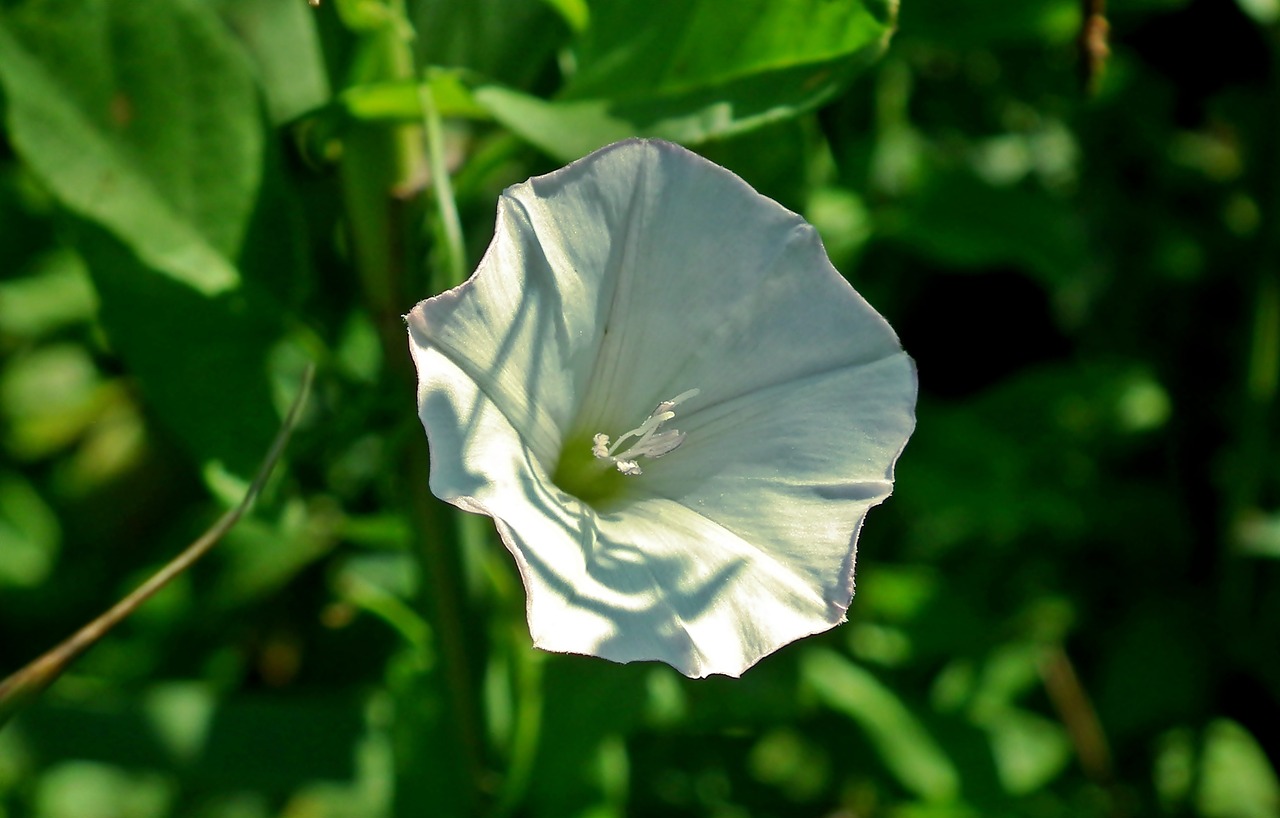 北京花卉市场批发价格(北京哪里有花卉市场批发) 白子银版鱼苗 第1张