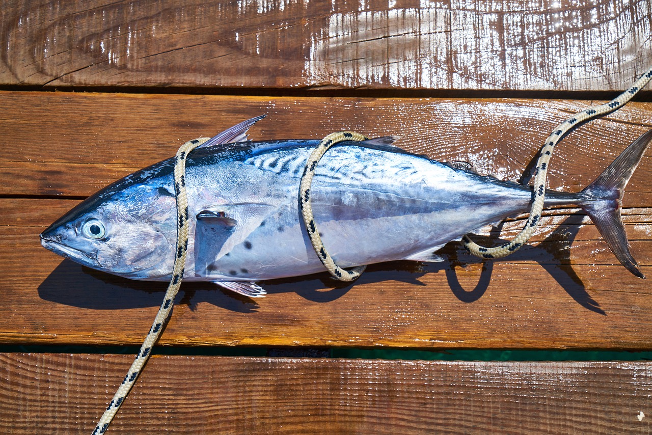 关于野生泰国鲮鱼多少钱一斤的信息