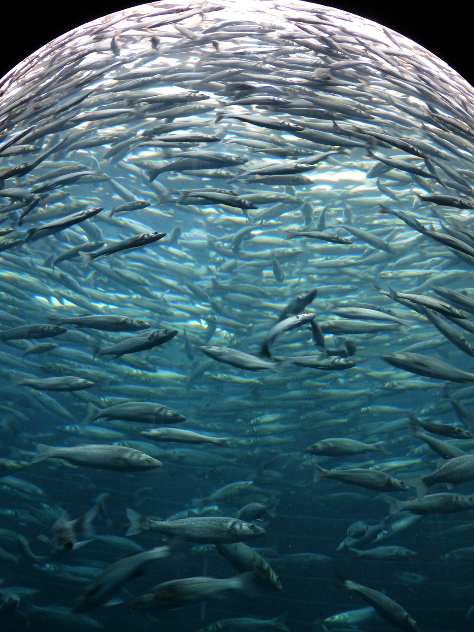 济南水族批发市场有哪些鱼类类型图片（济南哪有卖鱼缸的） 观赏鱼水族批发市场 第4张