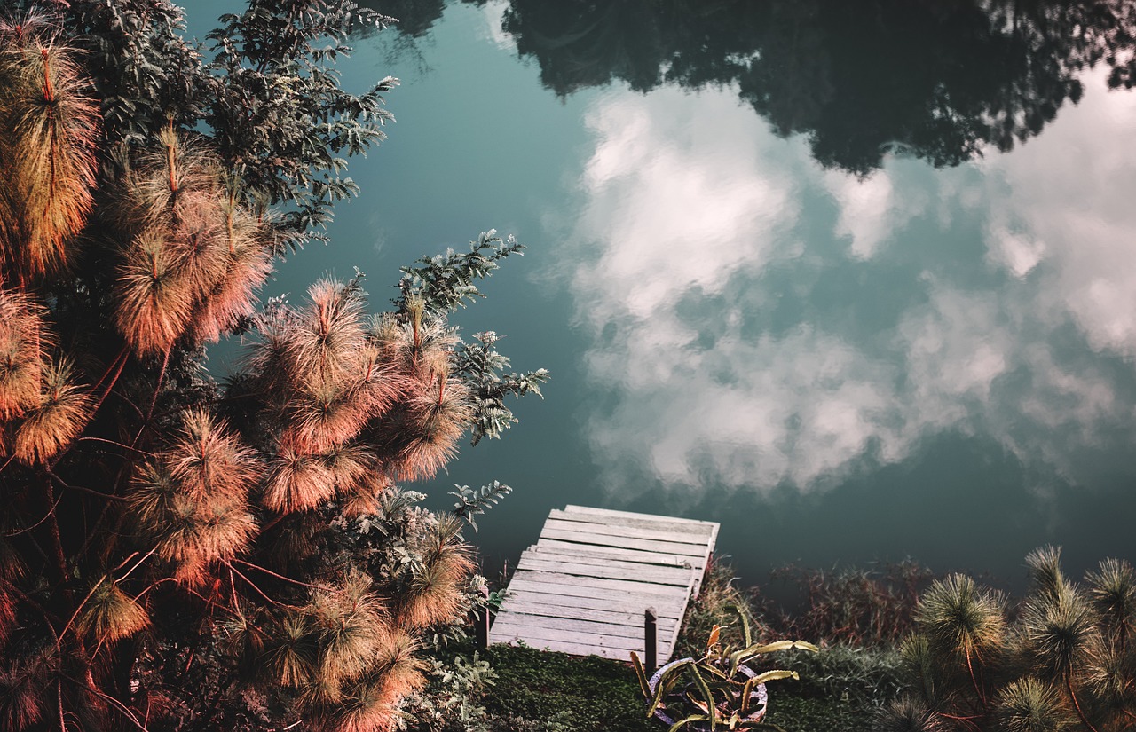 鱼缸造景 水草缸里的鱼怎么养（水草缸是小型的生态系统吗） 水草 第1张