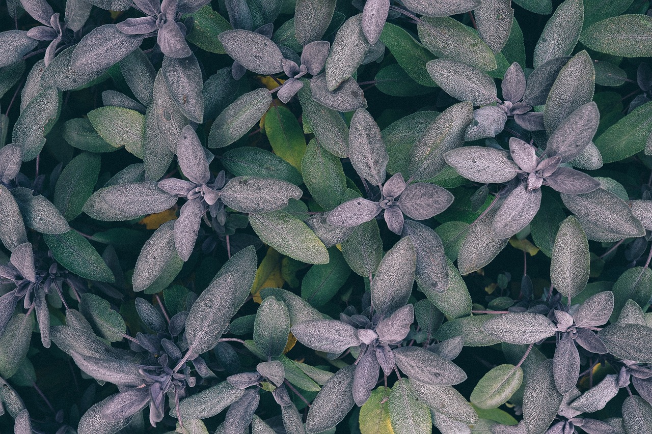 淘宝鱼缸造景哪家好用又便宜又好用（造景鱼缸牛毛好还是对叶好）