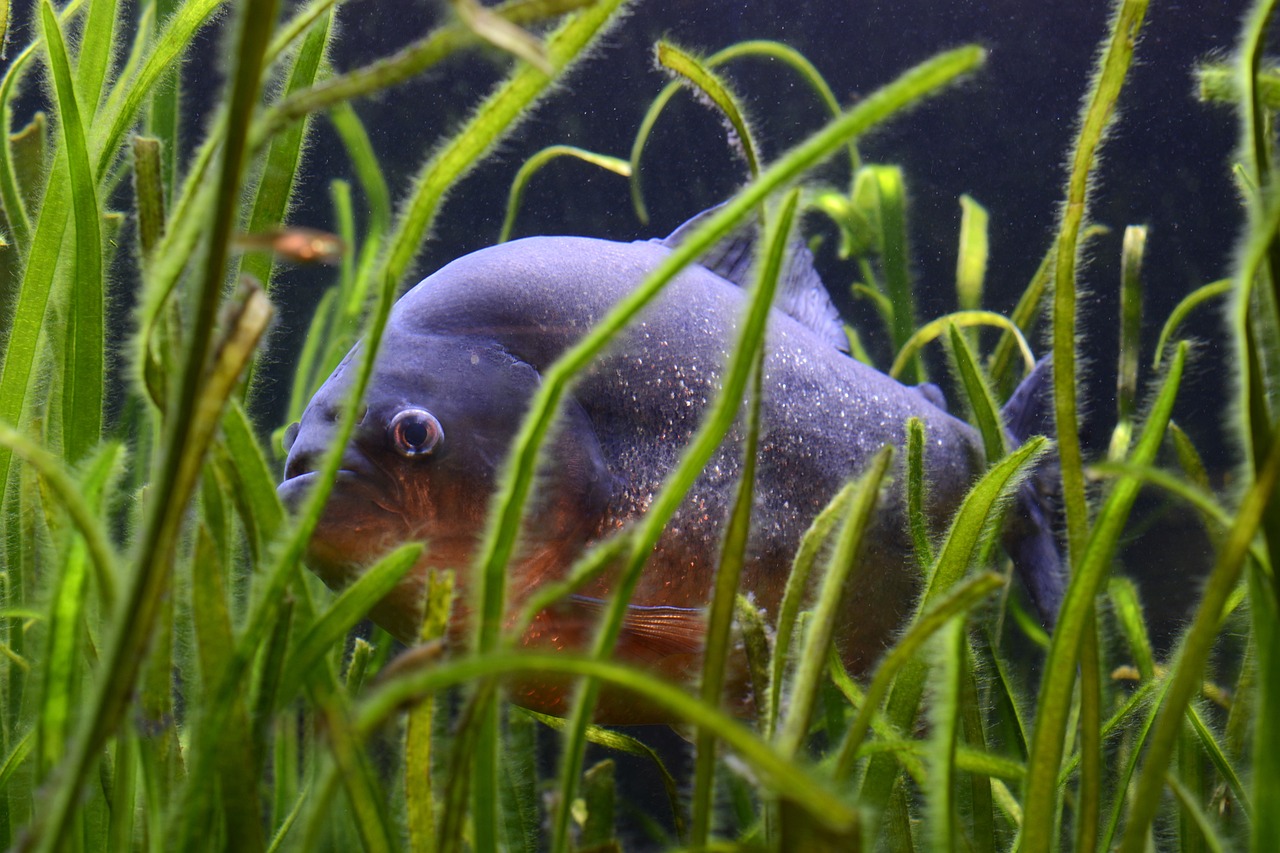 三亚观赏鱼店有哪些品牌好（三亚哪里有水族馆看鱼） 全国水族馆企业名录 第2张