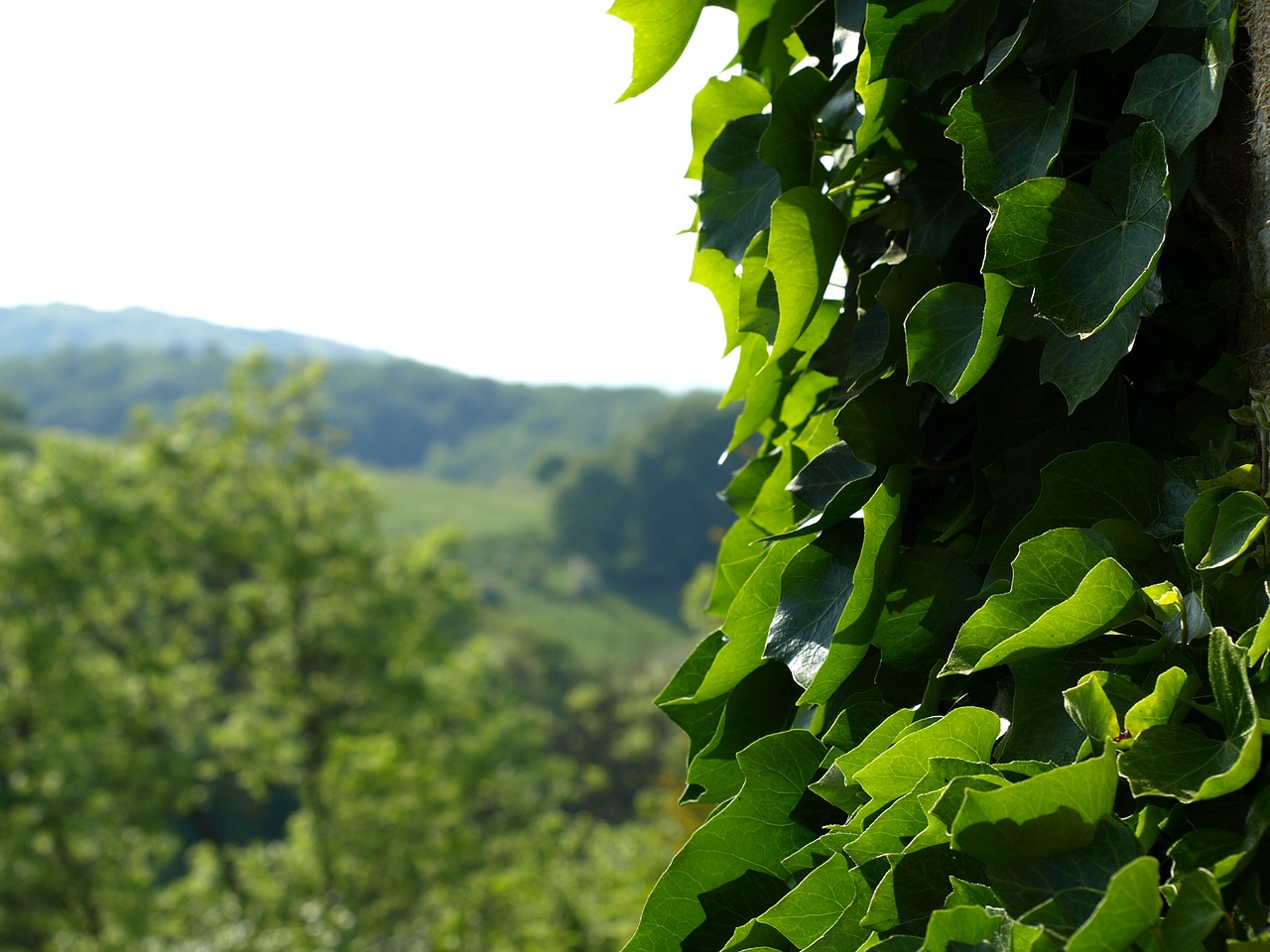 绿化植物设计师招聘（急招绿化工65岁3000元包吃住）