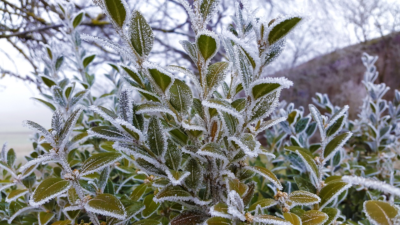 户外景观造型图片大全集（适合，室外，的，观叶，植物，有，哪些）