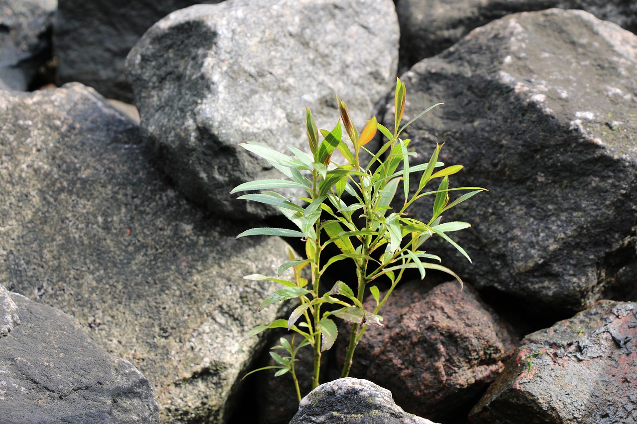 黄蜡石放鱼缸好不好呀（鱼缸造景用的石头一般用什么）