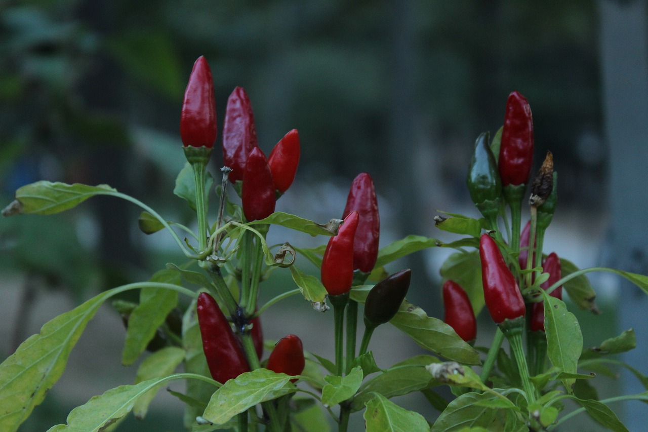 广州绿化植物结小红果能吃吗（罗田油菜花最佳观赏时间） 广州景观设计 第3张