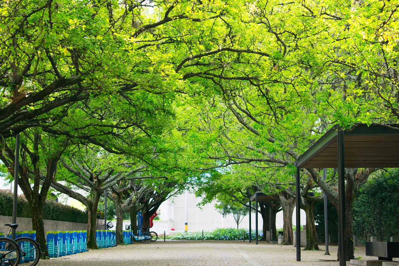 景观设计排名大学排名（十大排名景观树） 广州景观设计 第2张