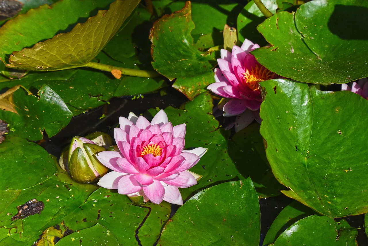 燕鱼缸造景的怎么排便（鳕鱼为什么卖的都没有头） 广州景观设计 第2张