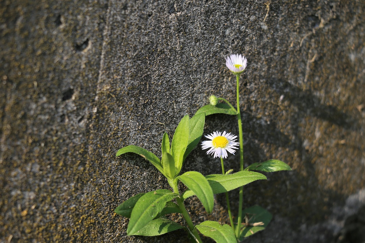 广州仿真植物墙厂家（谁知道现在广州隔离的收费标准）