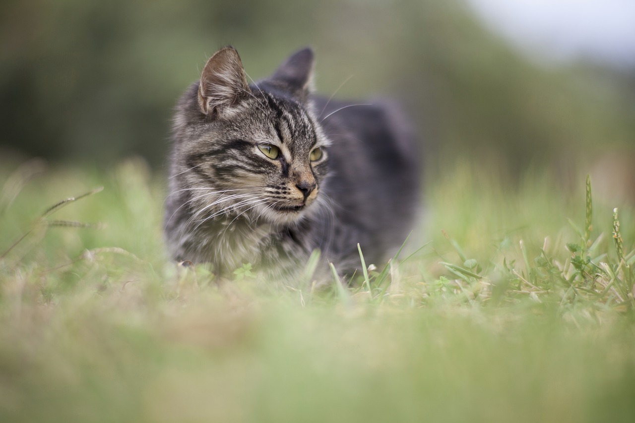 猪鼻龟可以浅水养吗图片欣赏(猪鼻龟适合多深的水) 猪鼻龟 第2张