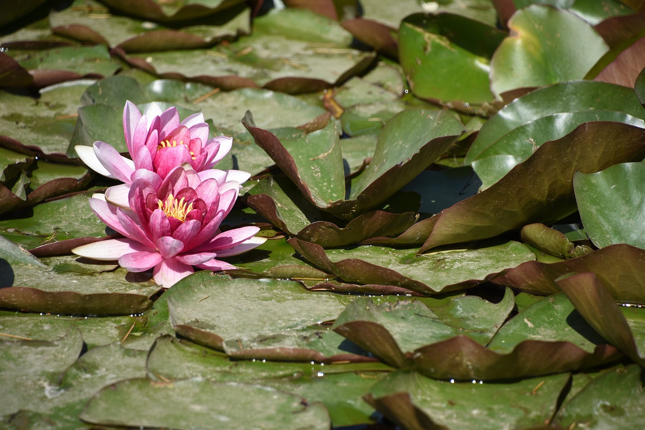 鱼缸养锦鲤鱼几天换水(缸养锦鲤每天换水好不) 鱼缸风水 第4张