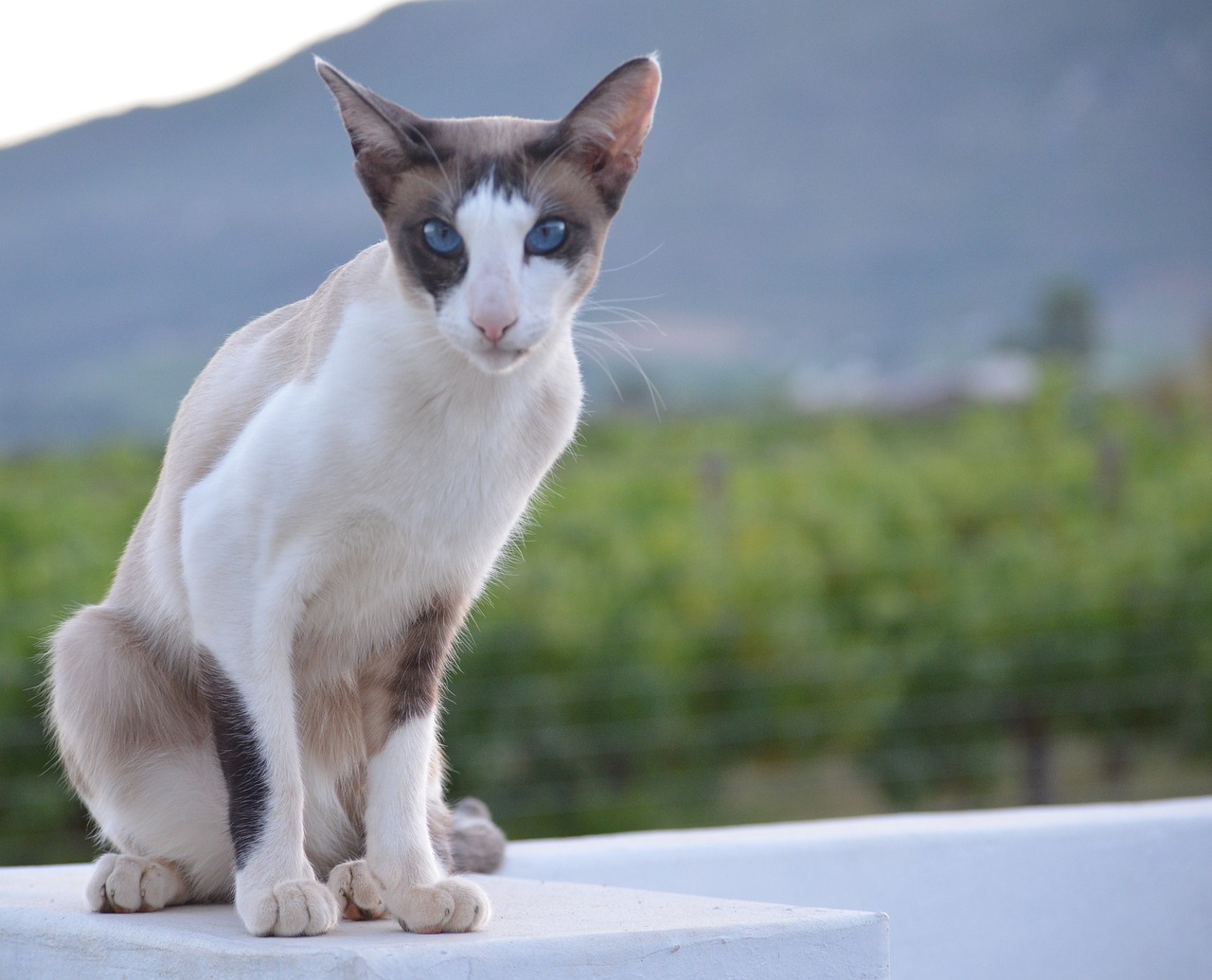 我想看猪鼻龟的图片视频(猪鼻子龟图片大全) 猪鼻龟 第2张