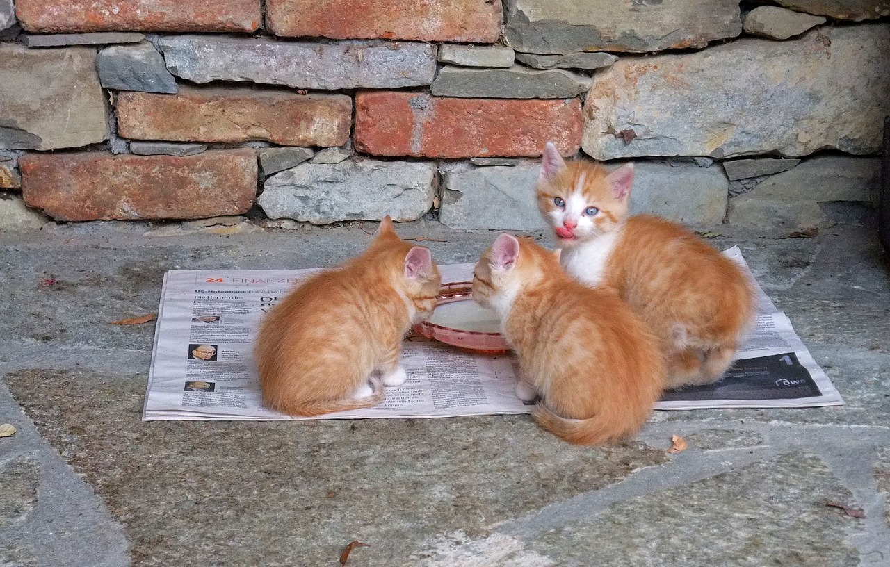 猪鼻龟不好好吃饲料怎么办(猪鼻龟吃饲料好吗)