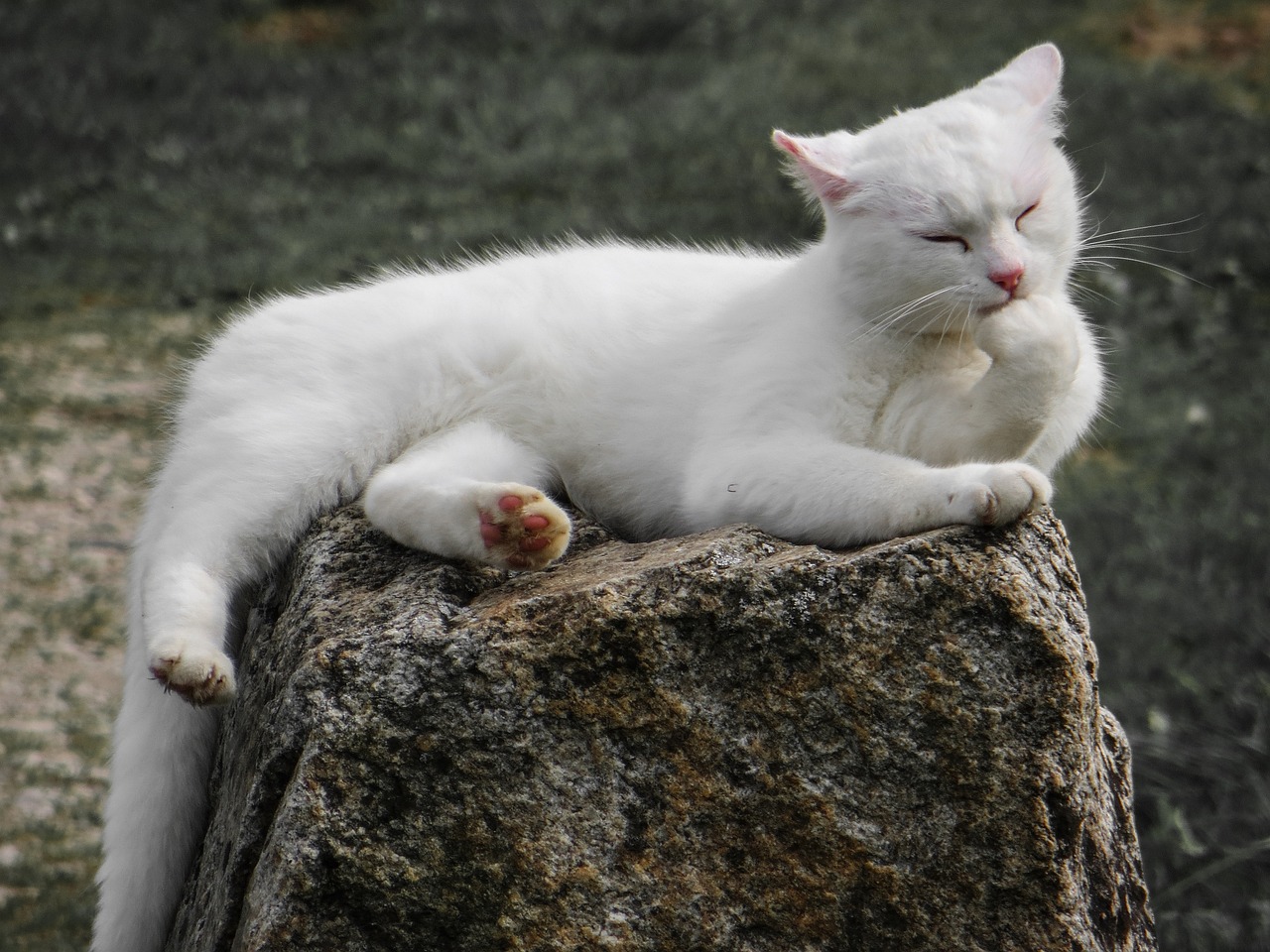 猪鼻龟不吃食什么原因不爱动(猪鼻子龟不爱吃食是什么情况) 猪鼻龟 第1张