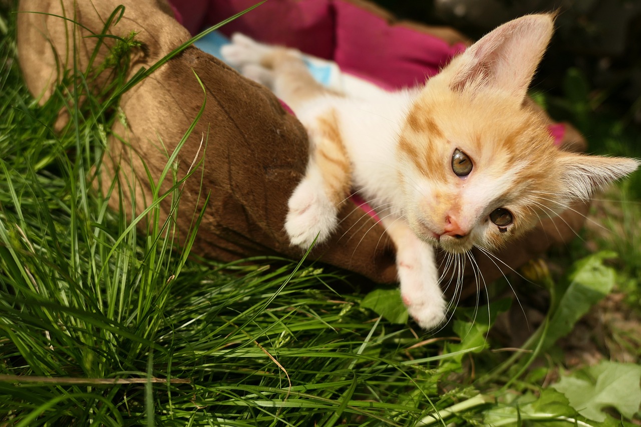 猪鼻龟不吃食什么原因不爱动(猪鼻子龟不爱吃食是什么情况) 猪鼻龟 第3张