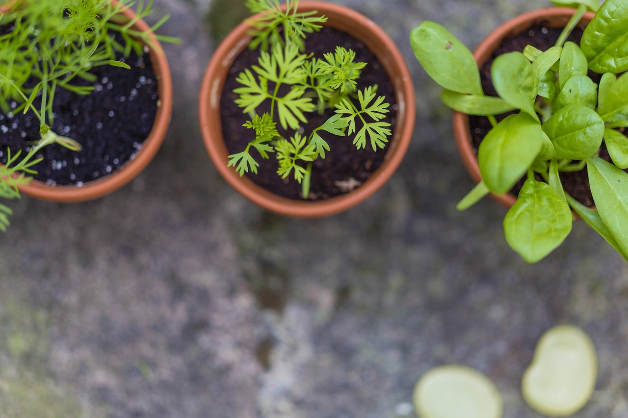 小鱼缸怎样养水草视频大全(鱼缸水草养殖新手入门视频) 水草 第2张