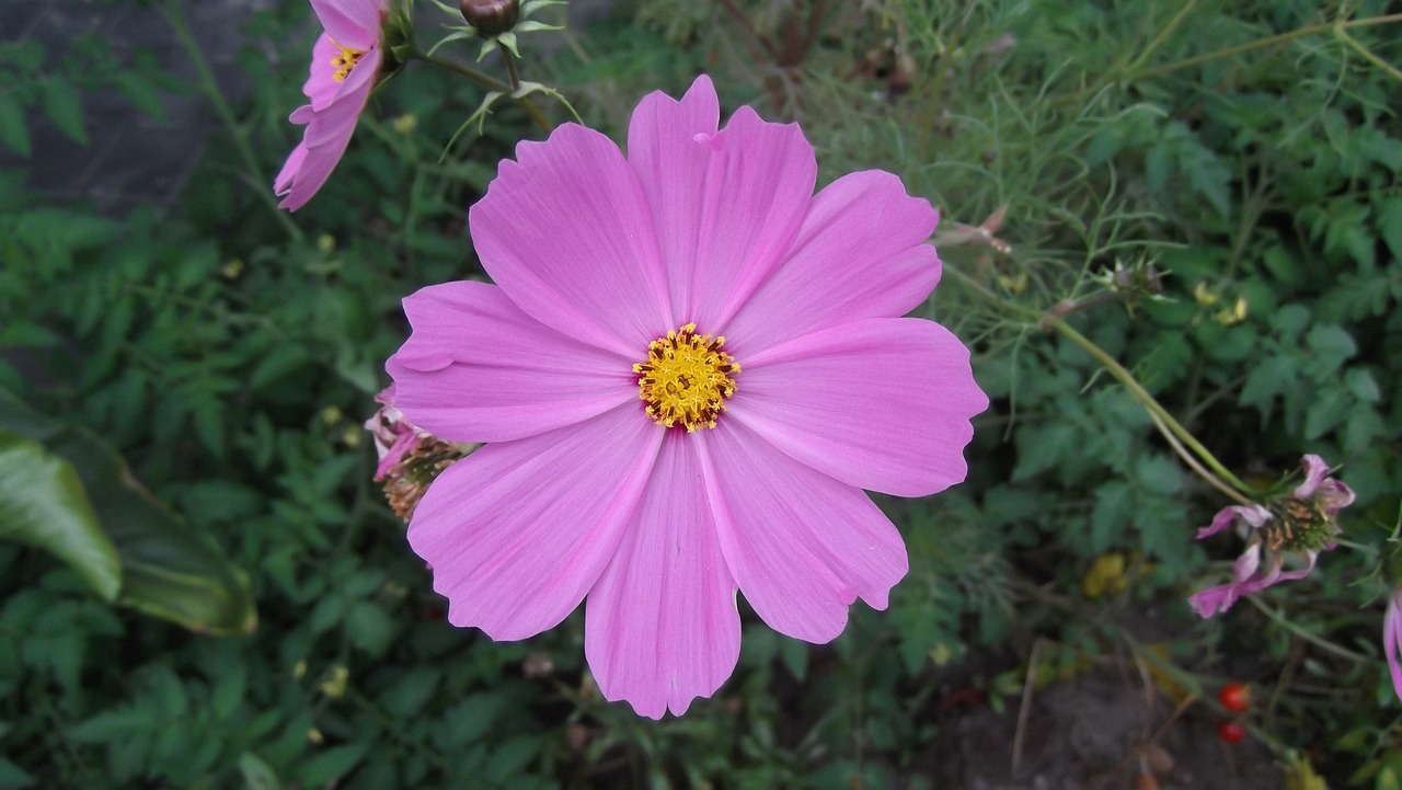 和静县小霞花吉颂鲜花店