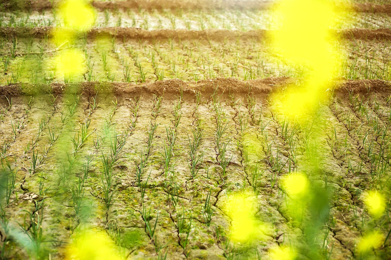 雨花石对鱼缸水质的影响(雨花石对鱼缸水质的影响大吗) 蓝底过背金龙鱼 第2张