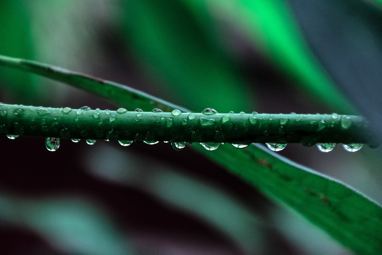 马鲷鱼鱼缸造景图片欣赏（马鲷鱼哪个品种最漂亮） 鱼缸百科 第2张